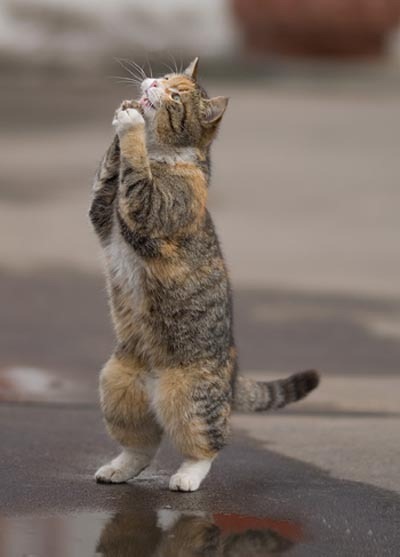 [gato34192.jpg]