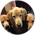 Pawsaremagic Pawsaremagic