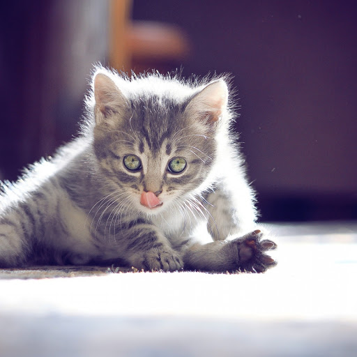 Hd-155020-ascw155020