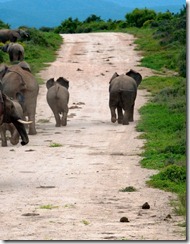 Addo elephants morning drive