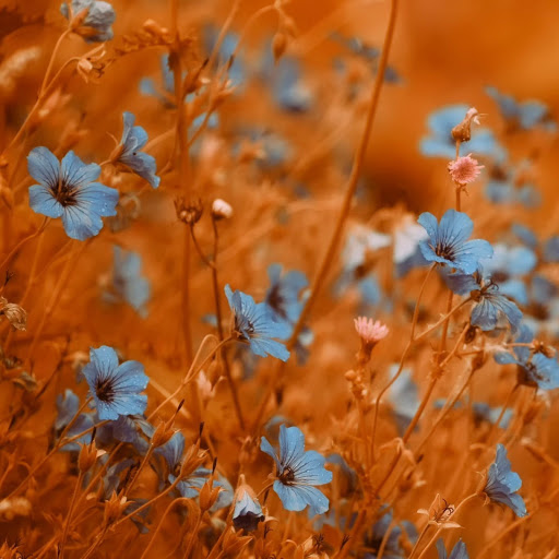 Hd-141134-ascw141134