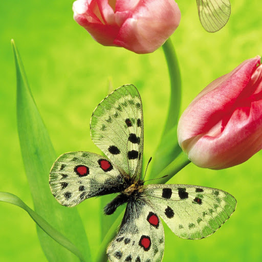 Hd-180390-ascw180390