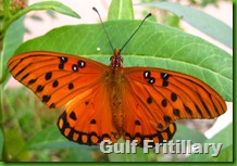 Gulf Fritillary 2