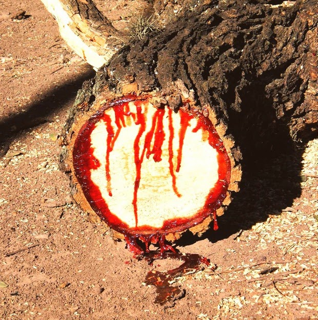 bloodwood-tree-4