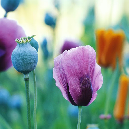 Hd-156743-ascw156743