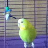 Parakeet