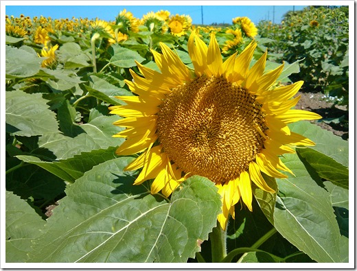 130706_CR102_sunflowers_14