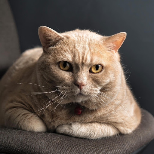 Hd-177513-ascw177513