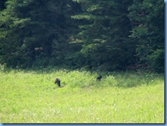 0176 Great Smoky Mountain National Park  - Tennessee - Cades Cove Scenic Loop (again) - 2 Black Bears mom & cub