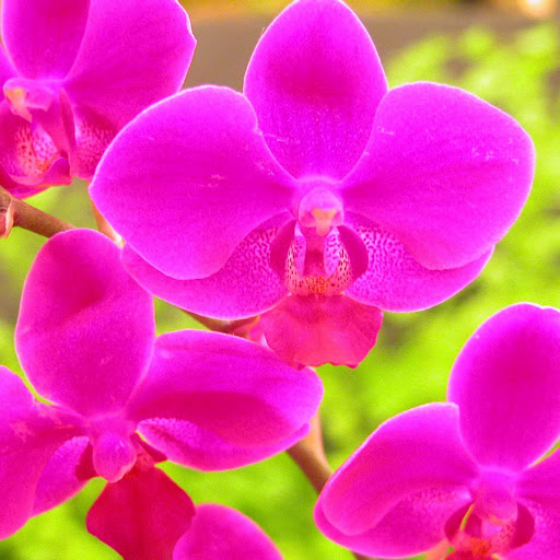 Hd-133058-ascw133058