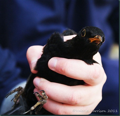 3-blackbird
