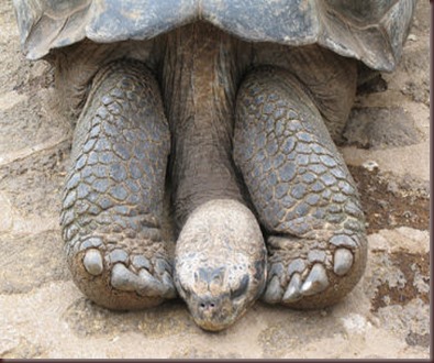Amazing Animals Pictures Pinta Island tortoise (10)