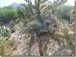 Cactus wren nest 8-29-2011 7-54-56 AM 1884x1934 8-29-2011 7-54-56 AM 1884x1934