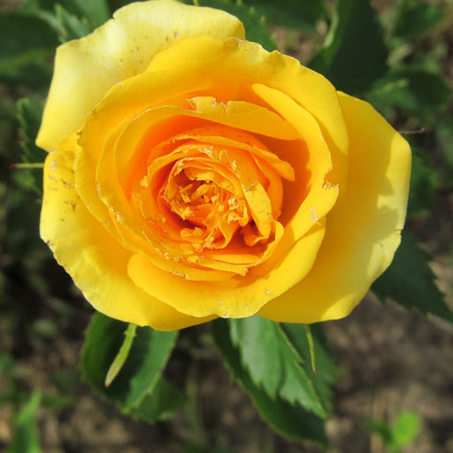 Hd-177498-ascw177498