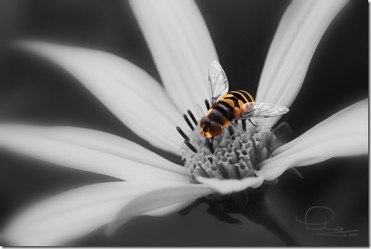 Hover Fly on Flower