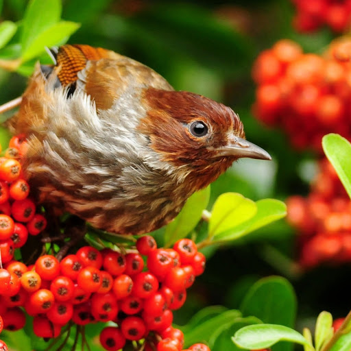 Hd-146027-ascw146027