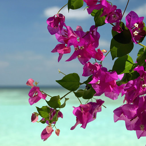 Hd-169490-ascw169490