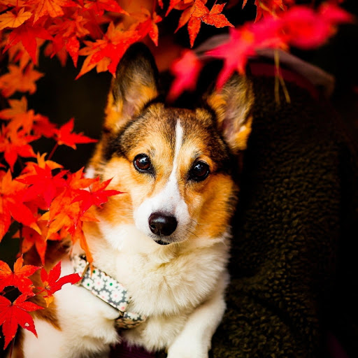 Hd-175877-ascw175877