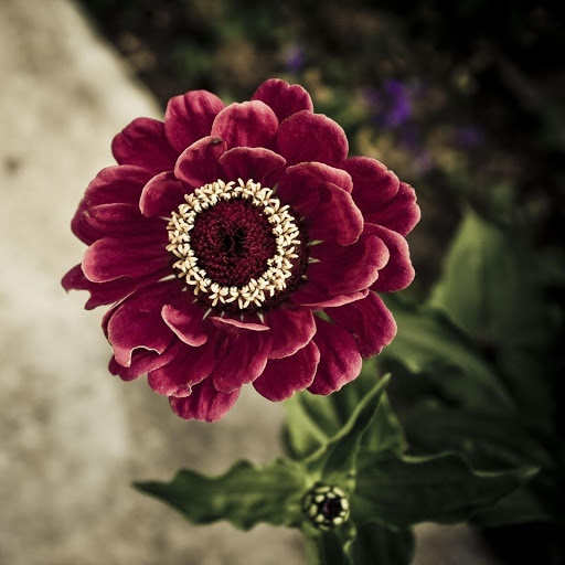 Hd-185769-ascw185769