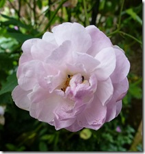 bhd pink rose