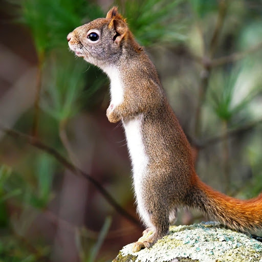 Hd-181851-ascw181851