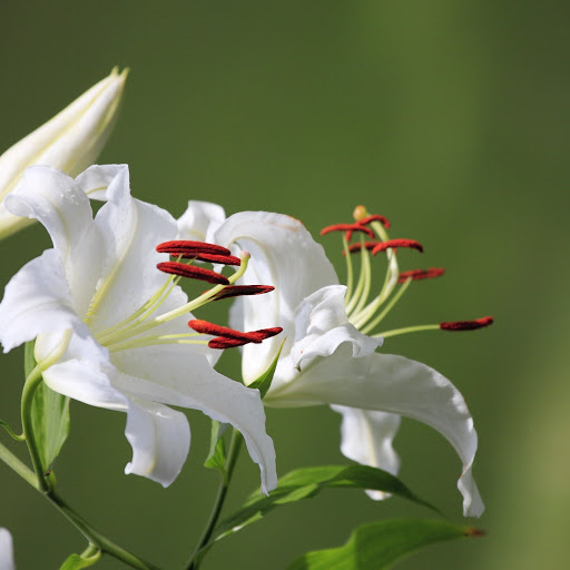 Hd-153546-ascw153546