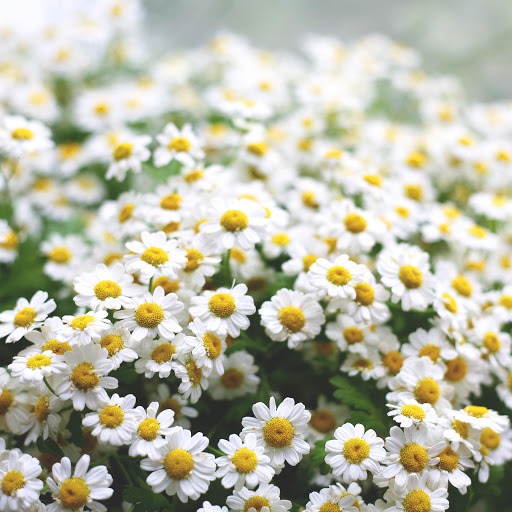 Hd-156727-ascw156727