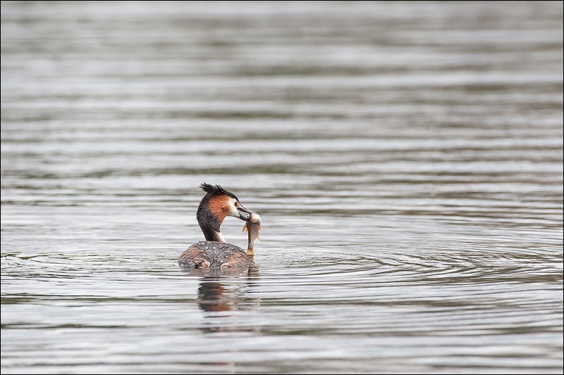 Great Crested Grebe catching fish