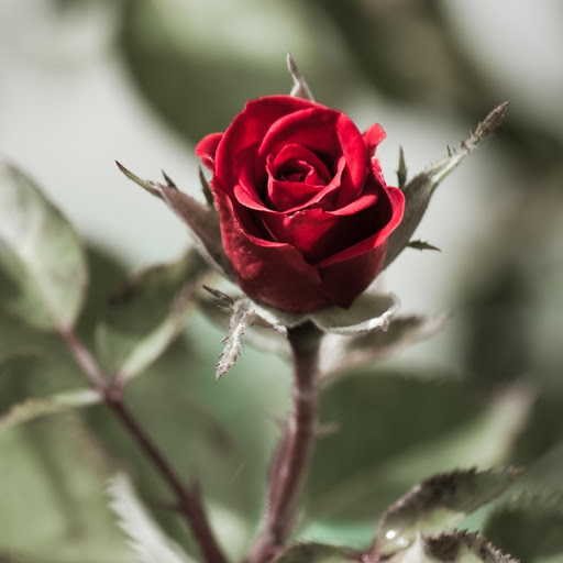 Hd-171426-ascw171426