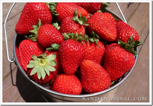 strawberry bucket, galvanized pail with strawberries, strawberries