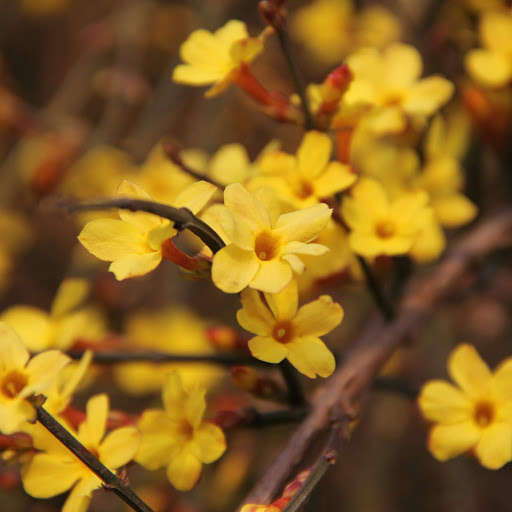 Hd-174500-ascw174500