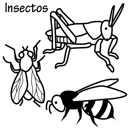 Dibujos De Insectos Para Colorear