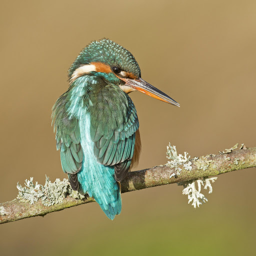 Hd-178344-ascw178344