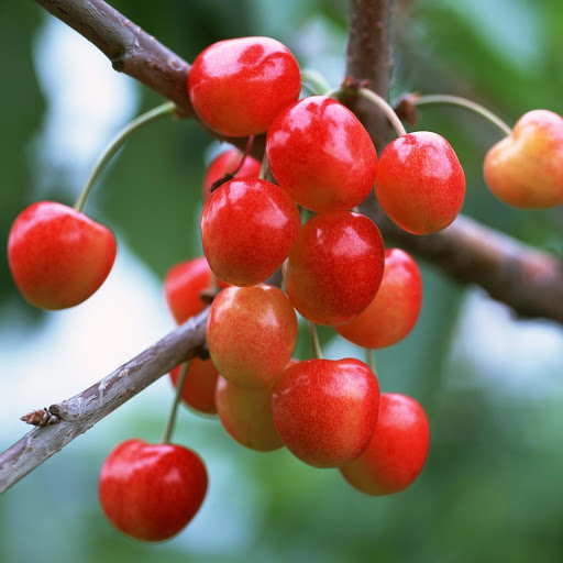 Hd-181578-ascw181578