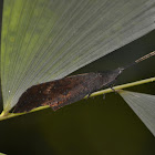 Leaf Grasshopper