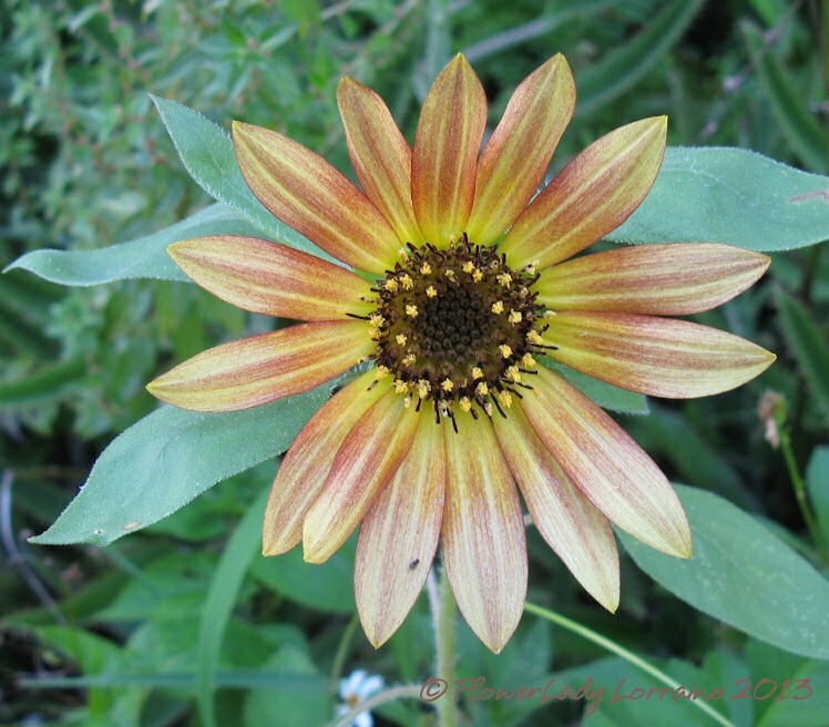 [06-10-sunflower2%255B2%255D.jpg]