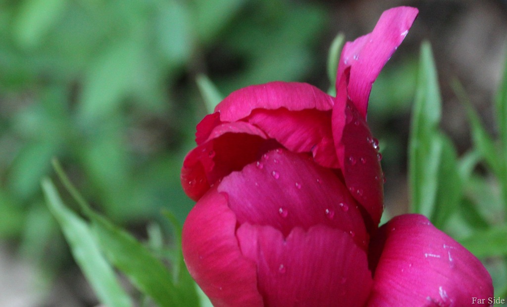 [peony%2520unfurling%255B9%255D.jpg]