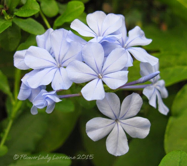 [01-23-plumbago%255B4%255D.jpg]