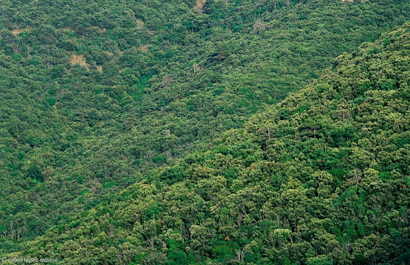 El Titllar,Bosc de Poblet (Paratge Natural d'Interés Naciona), Muntanyes de Prades,Vimbodí, Conca de Barberà, Tarragona