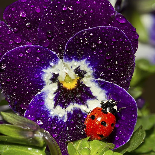 Hd-179985-ascw179985