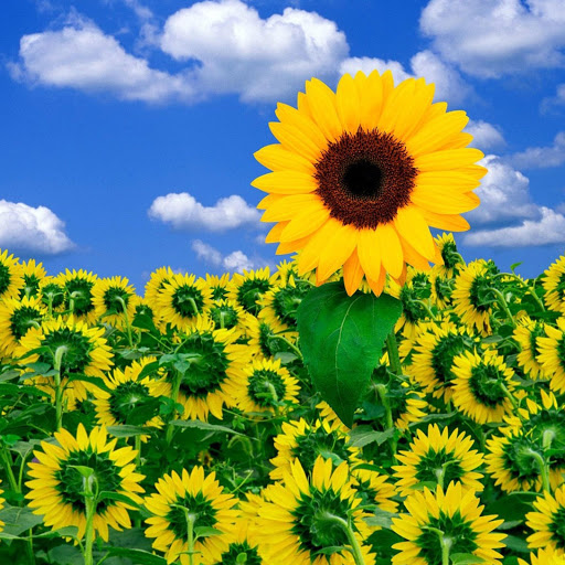 Hd-136815-ascw136815