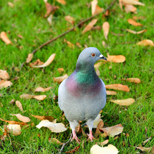 Hd-185943-ascw185943