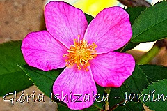 19   - Glória Ishizaka - Rosas do Jardim Botânico Nagai - Osaka