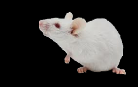 [mouse%255B3%255D.png]
