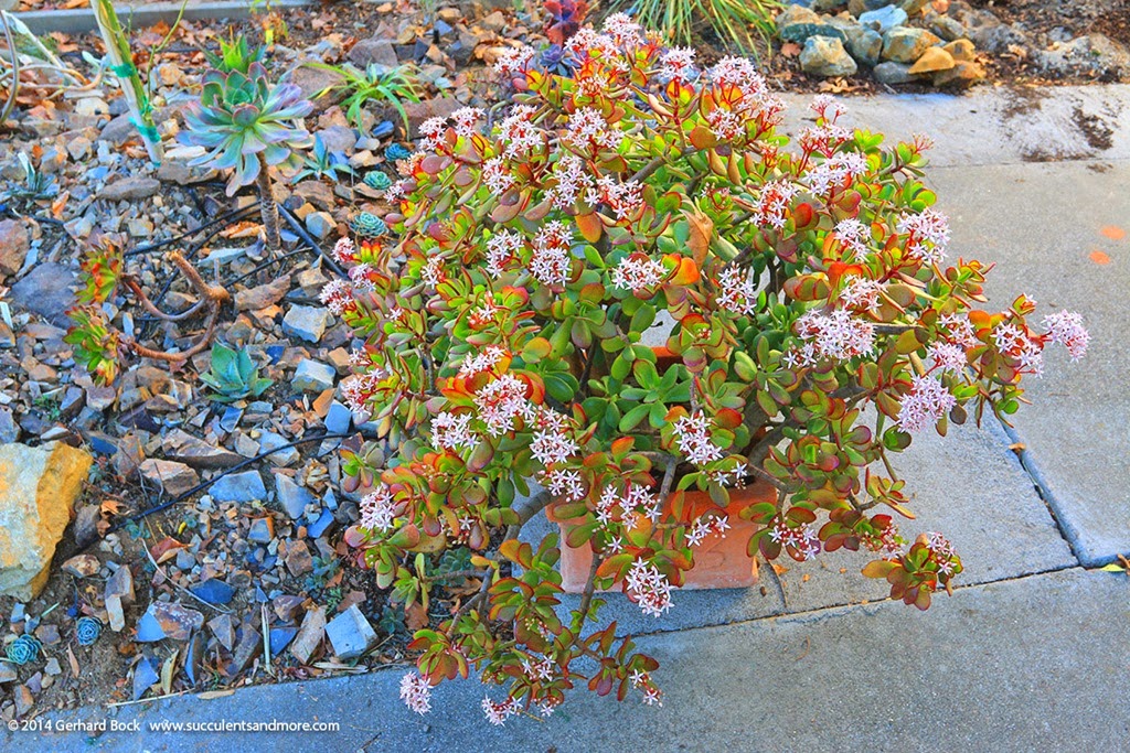 [140122_Crassula_ovata_007%255B10%255D.jpg]