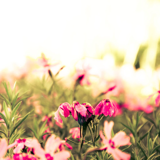 Hd-137845-ascw137845