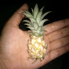 pineapple dwarf