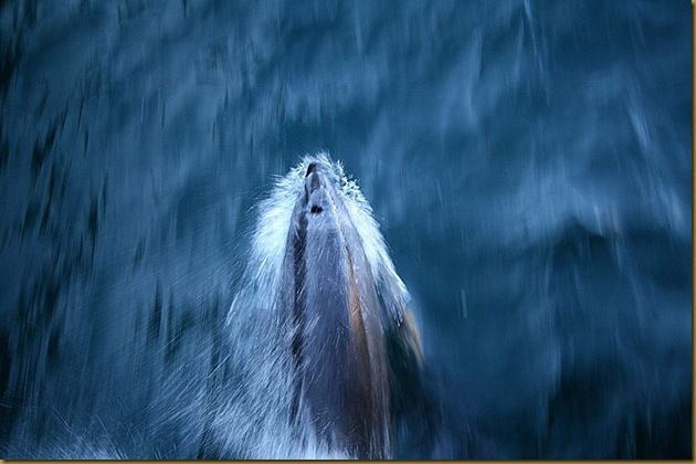 Dolphin moving fast