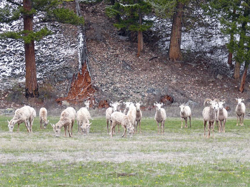 [Bighorn-Sheep13.jpg]