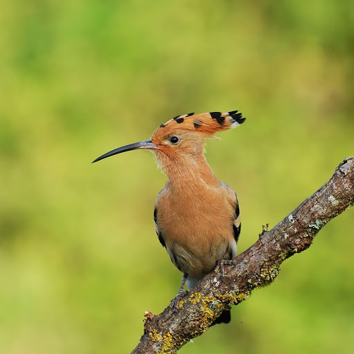 Hd-186082-ascw186082